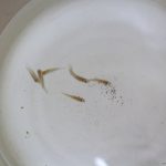 水合わせ　レモンテトラ